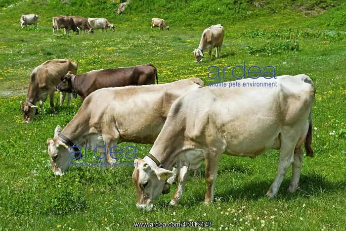 : 80189668 Cattle - cows Robiei, Canton Ticino, Switzerland : 80189668 Cattle - cows Robiei, Canton Ticino, Switzerland