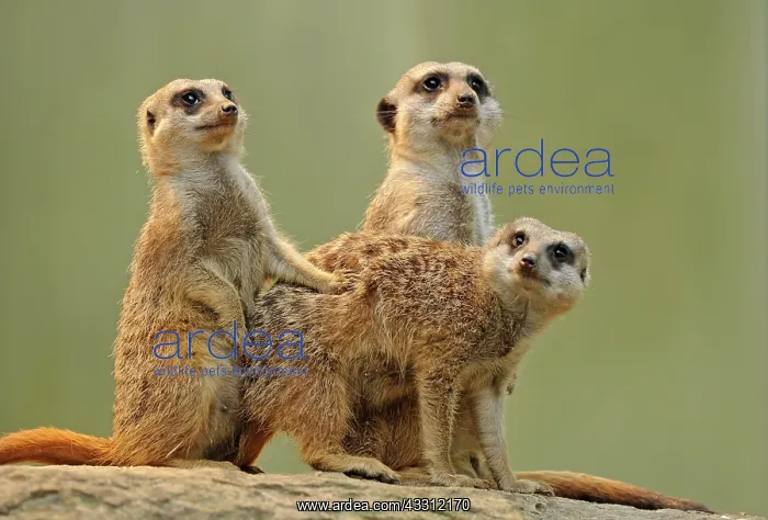 : 80189670 Meerkat / Suricate - young Suricata suricatta : 80189670 Meerkat / Suricate - young Suricata suricatta