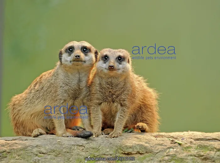 : 80189671 Meerkat / Suricate - young Suricata suricatta : 80189671 Meerkat / Suricate - young Suricata suricatta