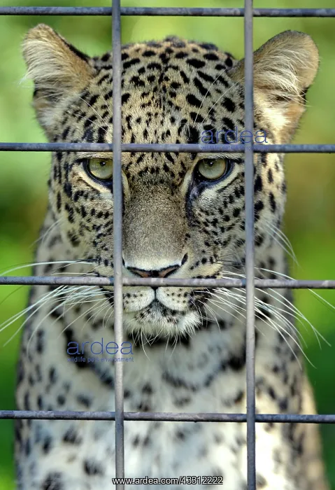 : 80189673 Persian Leopard / North-Persian / Caucasus : 80189673 Persian Leopard / North-Persian / Caucasus