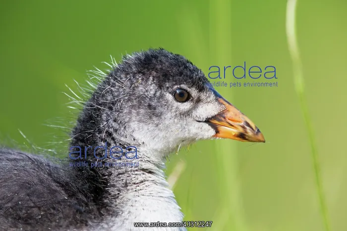 : 80189675 Eurasian Coot Fulica atra Agenzia Giornalistica : 80189675 Eurasian Coot Fulica atra Agenzia Giornalistica