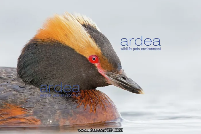 : 80189676 Slavonian / Horned Grebe Podiceps auritus : 80189676 Slavonian / Horned Grebe Podiceps auritus