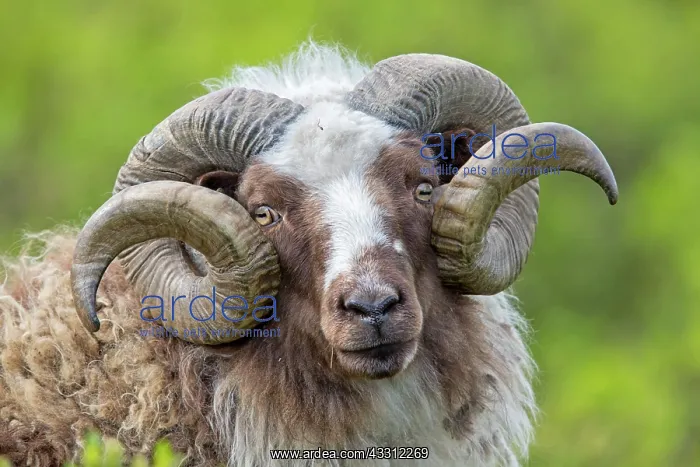 : 80189677 Sheep Iceland Agenzia Giornalistica Fotografica : 80189677 Sheep Iceland Agenzia Giornalistica Fotografica