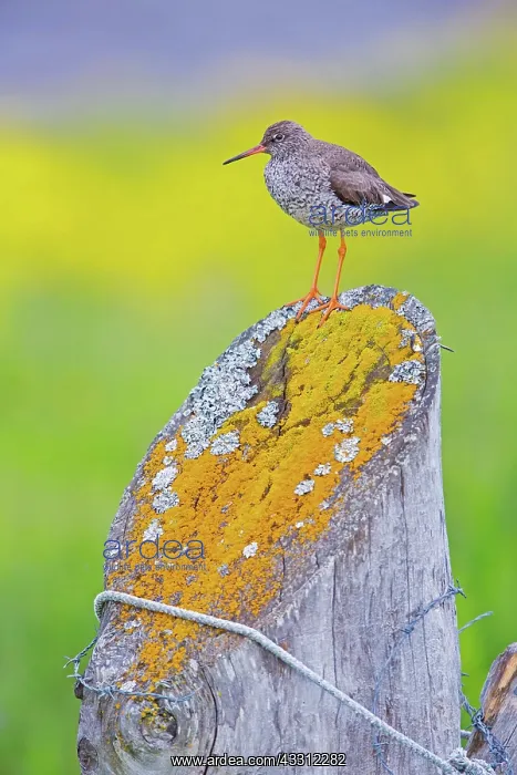 : 80189678 Common Redshank Tringa totanus Agenzia : 80189678 Common Redshank Tringa totanus Agenzia