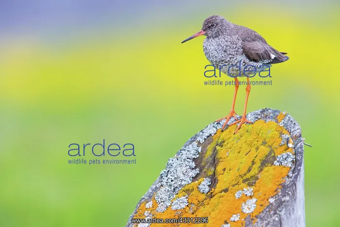 : 80189679 Common Redshank Tringa totanus Agenzia : 80189679 Common Redshank Tringa totanus Agenzia