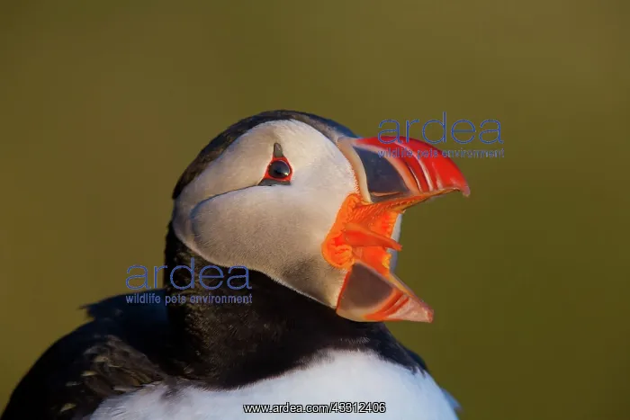 : 80189686 Atlantic Puffin / Puffin Agenzia Giornalistica : 80189686 Atlantic Puffin / Puffin Agenzia Giornalistica