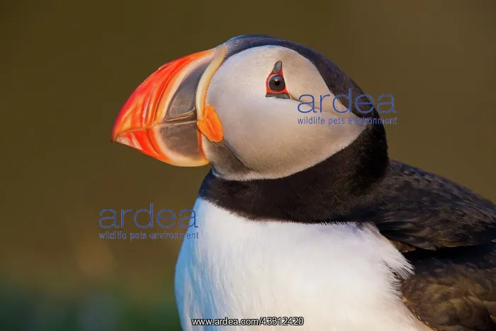 : 80189687 Atlantic Puffin / Puffin Agenzia Giornalistica : 80189687 Atlantic Puffin / Puffin Agenzia Giornalistica