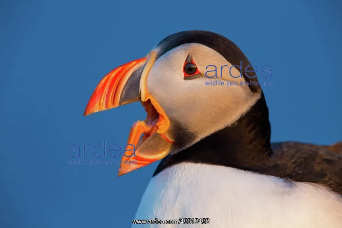 : 80189688 Atlantic Puffin / Puffin Agenzia Giornalistica : 80189688 Atlantic Puffin / Puffin Agenzia Giornalistica