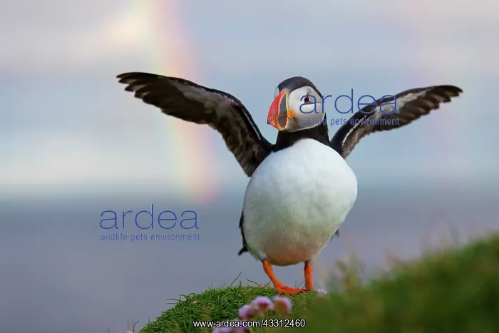 : 80189690 Atlantic Puffin / Puffin Agenzia Giornalistica : 80189690 Atlantic Puffin / Puffin Agenzia Giornalistica