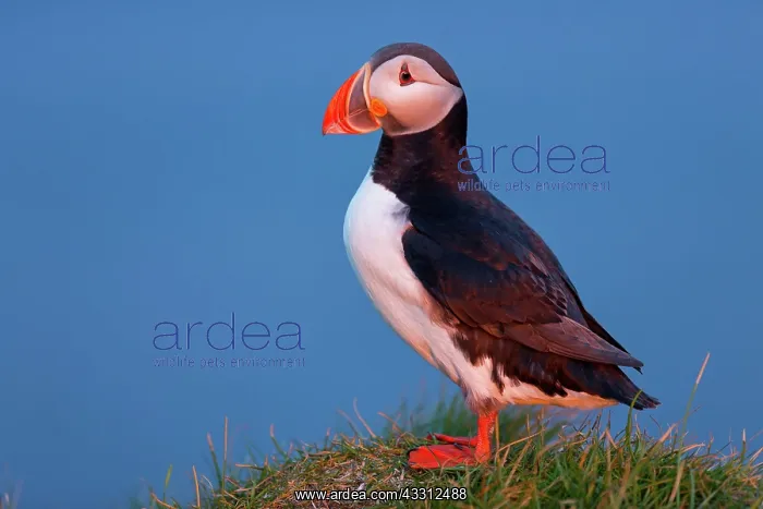 : 80189691 Atlantic Puffin / Puffin Agenzia Giornalistica : 80189691 Atlantic Puffin / Puffin Agenzia Giornalistica