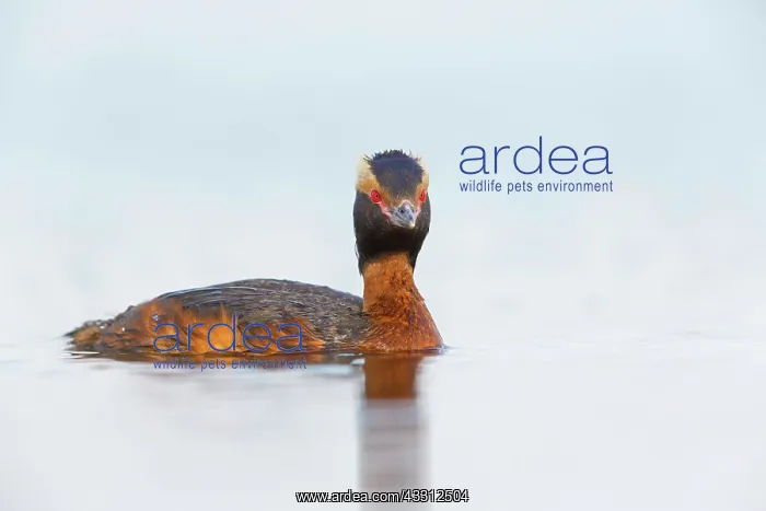 : 80189692 Slavonian / Horned Grebe Podiceps auritus : 80189692 Slavonian / Horned Grebe Podiceps auritus