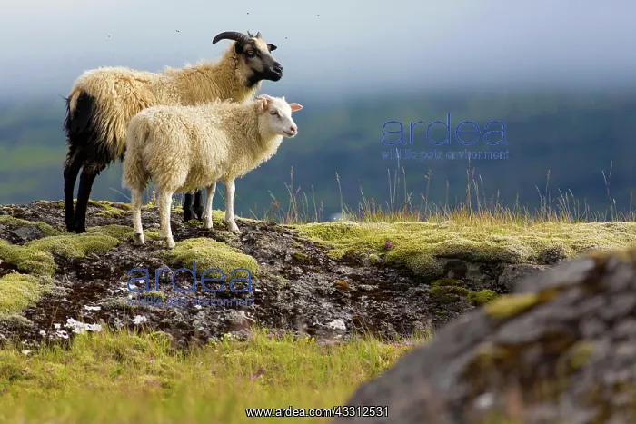  : 80189694 Sheep Iceland Agenzia Giornalistica Fotografica