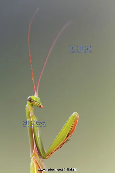 : 80189695 European Mantis Mantis religiosa Agenzia : 80189695 European Mantis Mantis religiosa Agenzia