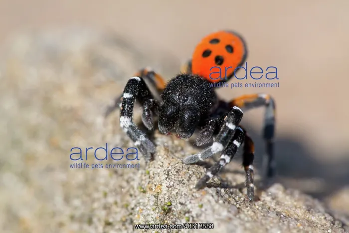 : 80189696 Ladybird Spider Eresus kollari / Eresus : 80189696 Ladybird Spider Eresus kollari / Eresus