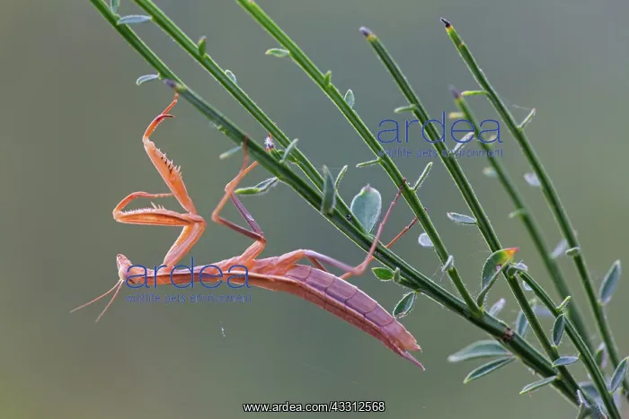 : 80189697 European Mantis Mantis religiosa Agenzia : 80189697 European Mantis Mantis religiosa Agenzia
