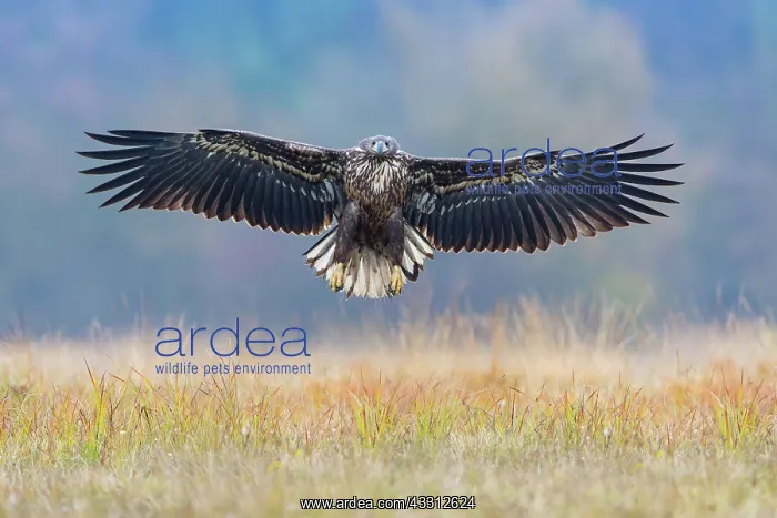 : 80189701 Sea Eagle / Erne / White-tailed Eagle in : 80189701 Sea Eagle / Erne / White-tailed Eagle in