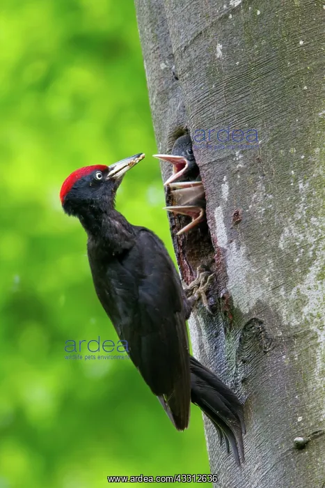 : 80189702 Black Woodpecker - at nest Dryocopus martius : 80189702 Black Woodpecker - at nest Dryocopus martius
