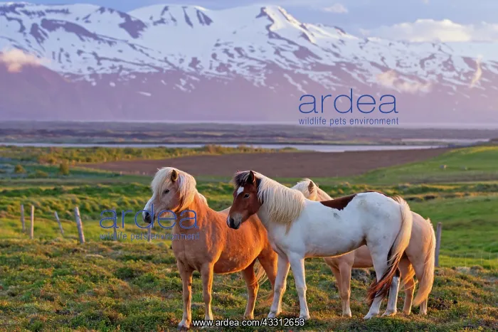 : 80189704 Icelandic Horses Iceland Agenzia Giornalistica : 80189704 Icelandic Horses Iceland Agenzia Giornalistica