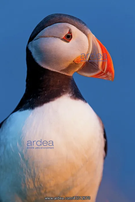 : 80189706 Atlantic Puffin / Puffin Agenzia Giornalistica : 80189706 Atlantic Puffin / Puffin Agenzia Giornalistica