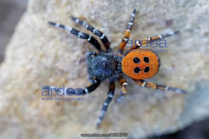 : 80189711 Ladybird Spider Eresus kollari / Eresus : 80189711 Ladybird Spider Eresus kollari / Eresus