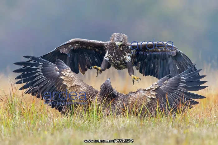 : 80189715 Sea Eagle / Erne / White-tailed Eagle : 80189715 Sea Eagle / Erne / White-tailed Eagle