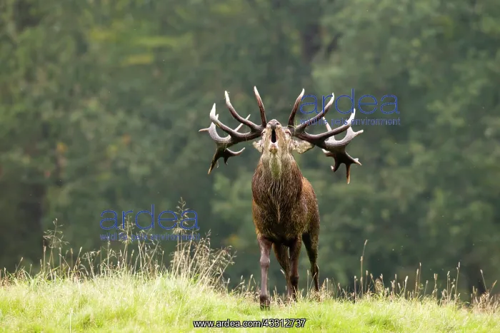 : 80189716 Red Deer - bellowing during rut Agenzia : 80189716 Red Deer - bellowing during rut Agenzia