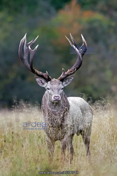 : 80189717 White Red Deer - in rut Agenzia Giornalistica : 80189717 White Red Deer - in rut Agenzia Giornalistica