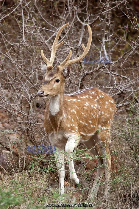 : 80189718 Chiutal / Spotted Deer - young Axis axis : 80189718 Chiutal / Spotted Deer - young Axis axis