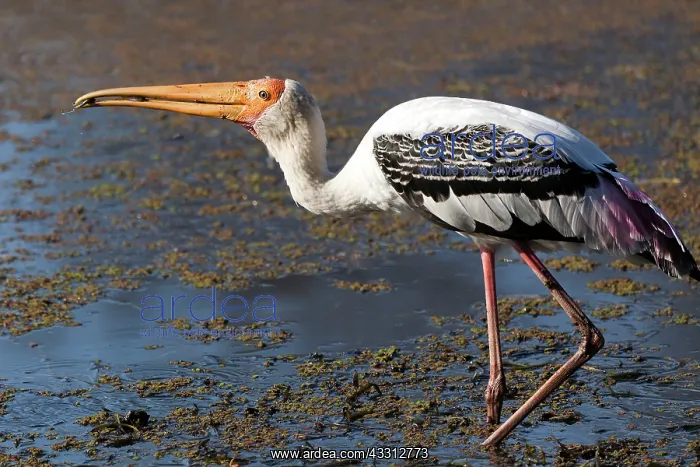: 80189719 Coloured Stork Agenzia Giornalistica Fotografica : 80189719 Coloured Stork Agenzia Giornalistica Fotografica