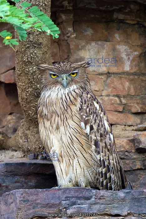 : 80189720 Fish eagle owl in his brood wall Agenzia : 80189720 Fish eagle owl in his brood wall Agenzia