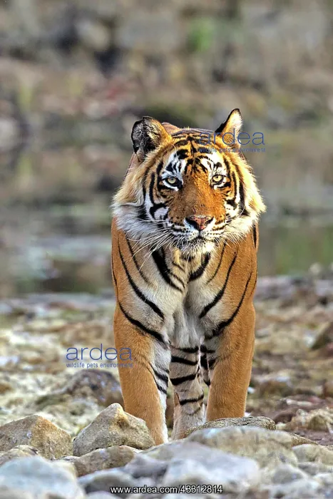 : 80189722 Bengal Tiger Agenzia Giornalistica Fotografica : 80189722 Bengal Tiger Agenzia Giornalistica Fotografica