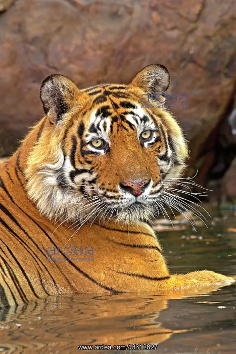  : 80189723 Bengal Tiger Agenzia Giornalistica Fotografica