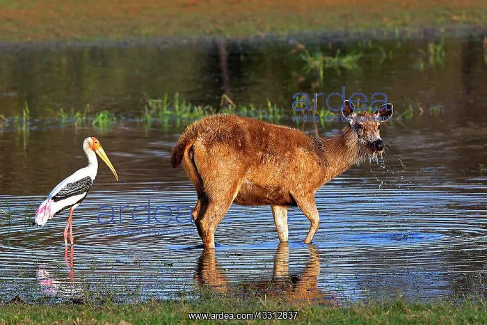 : 80189724 Sambar Deer Agenzia Giornalistica Fotografica : 80189724 Sambar Deer Agenzia Giornalistica Fotografica