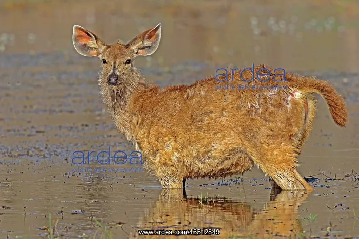 : 80189725 Sambar Deer Agenzia Giornalistica Fotografica : 80189725 Sambar Deer Agenzia Giornalistica Fotografica