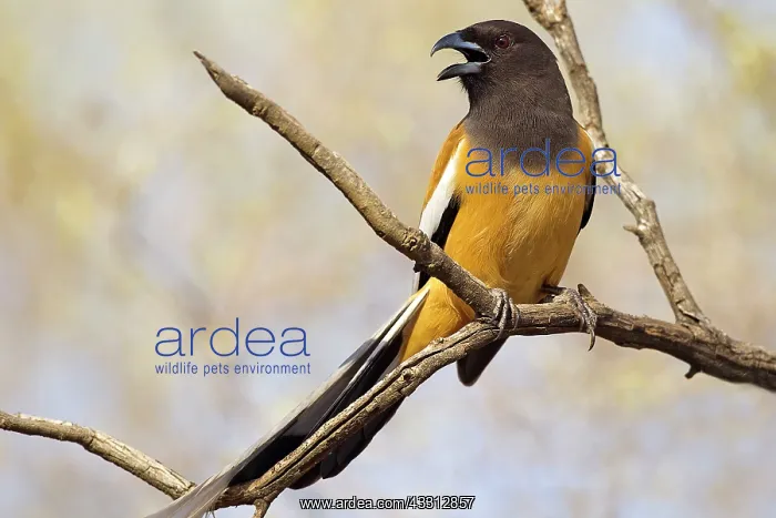 : 80189726 Magpie Agenzia Giornalistica Fotografica : 80189726 Magpie Agenzia Giornalistica Fotografica