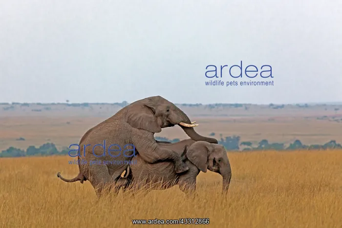 : 80189727 African Elephant Agenzia Giornalistica : 80189727 African Elephant Agenzia Giornalistica