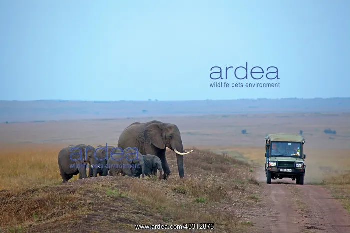 : 80189728 African Elephant Agenzia Giornalistica : 80189728 African Elephant Agenzia Giornalistica
