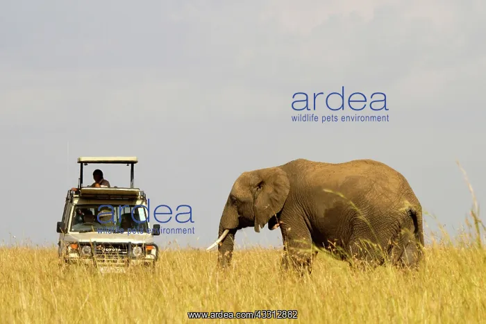 : 80189729 African Elephant Agenzia Giornalistica : 80189729 African Elephant Agenzia Giornalistica