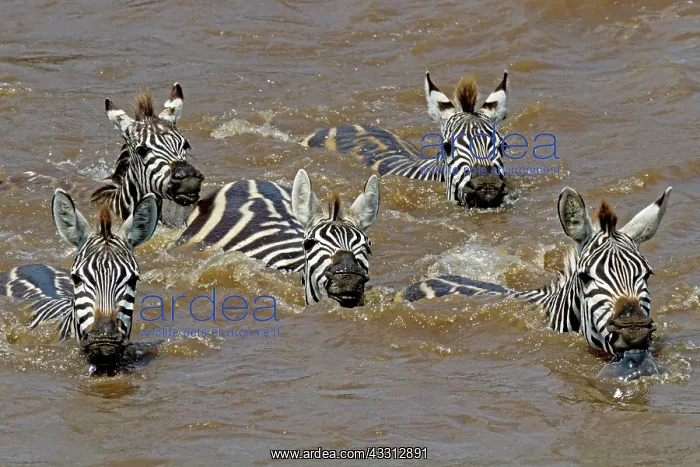 : 80189730 Zebra migration Agenzia Giornalistica Fotografica : 80189730 Zebra migration Agenzia Giornalistica Fotografica