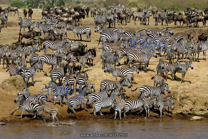 : 80189731 Gnu with Zebra Kenya Agenzia Giornalistica : 80189731 Gnu with Zebra Kenya Agenzia Giornalistica