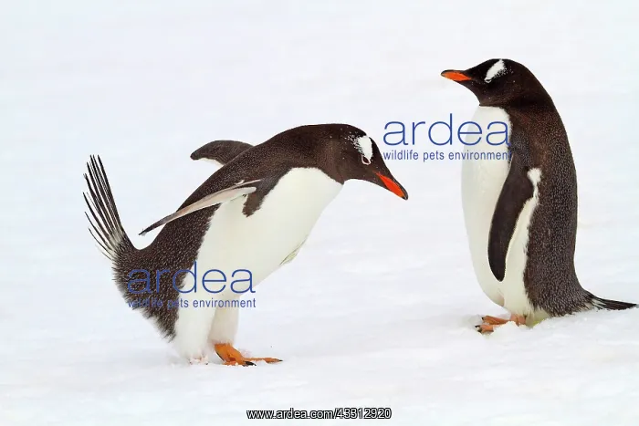 : 80189732 Long-tailed Gentoo Penguin Agenzia Giornalistica : 80189732 Long-tailed Gentoo Penguin Agenzia Giornalistica