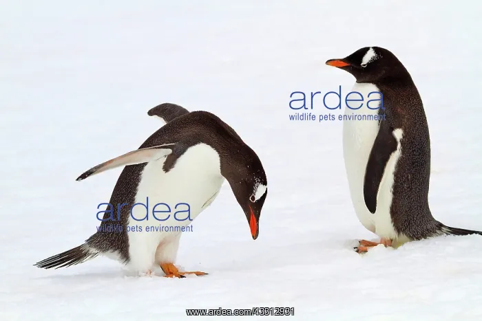 : 80189733 Long-tailed Gentoo Penguin Agenzia Giornalistica : 80189733 Long-tailed Gentoo Penguin Agenzia Giornalistica