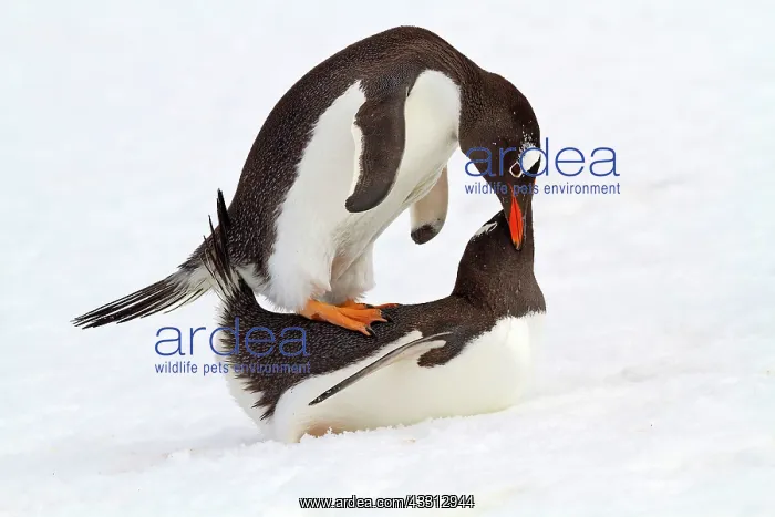 : 80189734 Long-tailed Gentoo Penguin Agenzia Giornalistica : 80189734 Long-tailed Gentoo Penguin Agenzia Giornalistica
