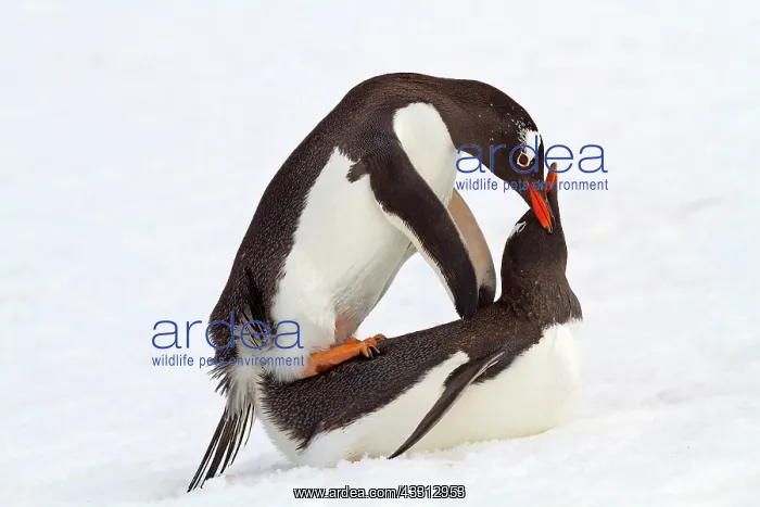 : 80189735 Long-tailed Gentoo Penguin Agenzia Giornalistica : 80189735 Long-tailed Gentoo Penguin Agenzia Giornalistica