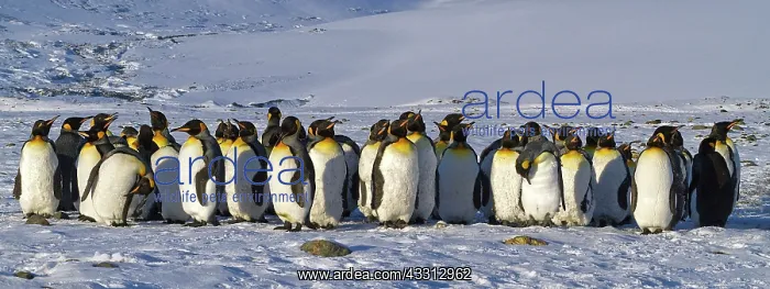 : 80189736 King Penguin Agenzia Giornalistica Fotografica : 80189736 King Penguin Agenzia Giornalistica Fotografica