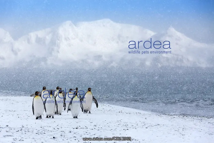 : 80189737 King Penguin Agenzia Giornalistica Fotografica : 80189737 King Penguin Agenzia Giornalistica Fotografica