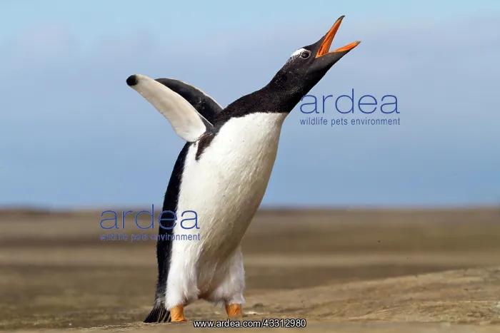 : 80189738 Long-tailed Gentoo Penguin Falkland Islands : 80189738 Long-tailed Gentoo Penguin Falkland Islands