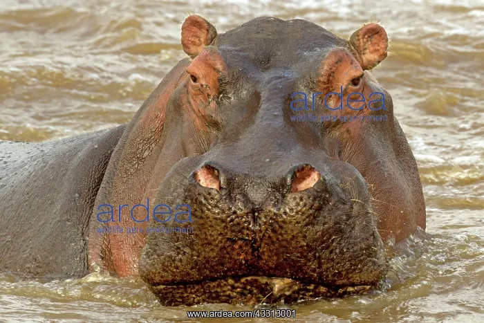  : 80189740 Hippopotamus Agenzia Giornalistica Fotografica