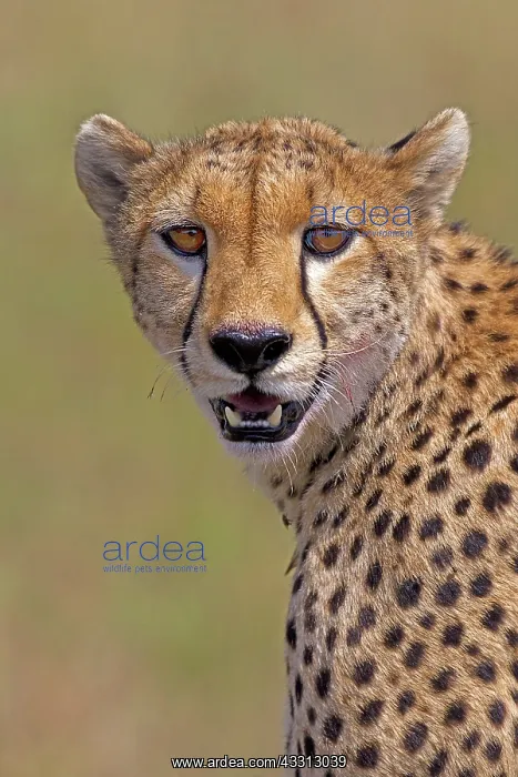 : 80189743 Cheetah Agenzia Giornalistica Fotografica : 80189743 Cheetah Agenzia Giornalistica Fotografica