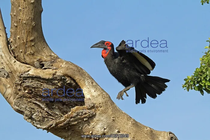: 80189744 Southern Ground Hornbill Agenzia Giornalistica : 80189744 Southern Ground Hornbill Agenzia Giornalistica